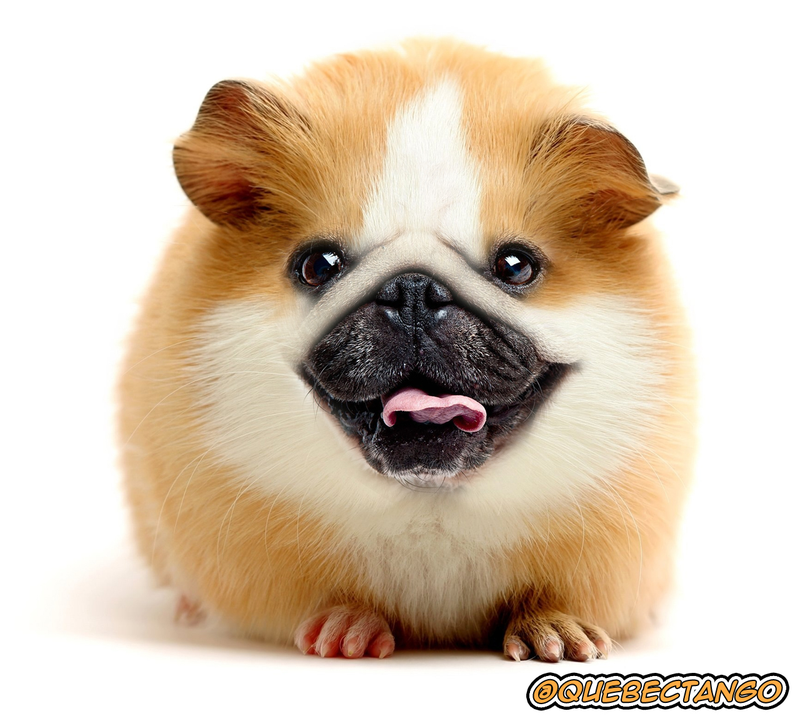 Illustration for article titled Yikes, these animal hybrids are so hilariously terrifying